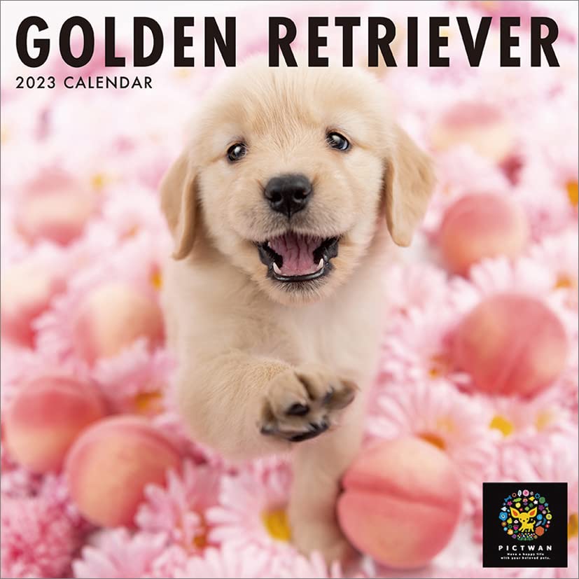 インターズー・クリニッククラブ ゴールデン・レトリーバー 2023年 Amazon | インターズー・クリニッククラブ ゴールデン・レトリーバー